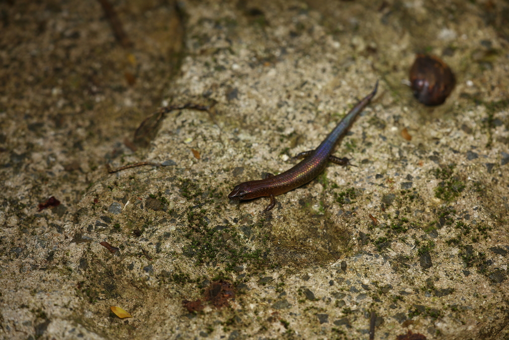Deplanche's Shiny Skink