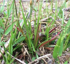 Xyris brevifolia