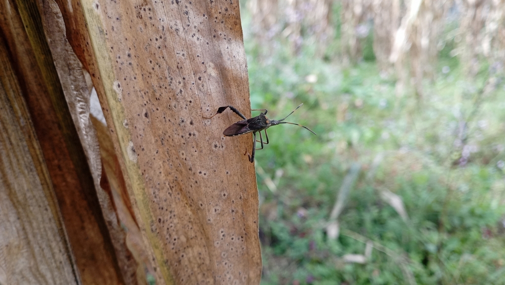Leptoglossus impictipennis