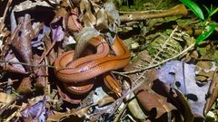 Oreocryptophis porphyraceus vaillanti