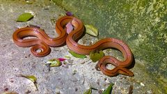Oreocryptophis porphyraceus vaillanti