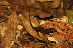Marmorosphax tricolor