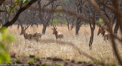 Alcelaphus buselaphus lelwel