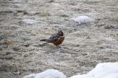 Turdus migratorius