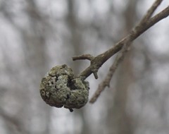 Callirhytis quercuscornigera