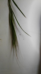 Bromus pectinatus