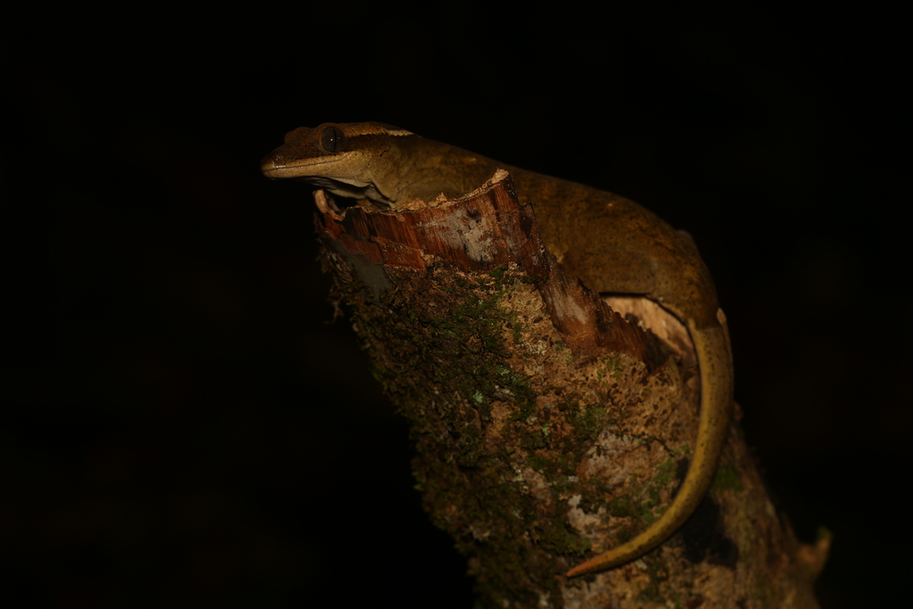 Sarasin's Giant Gecko