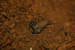 Hormuridae