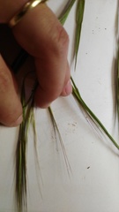 Bromus pectinatus