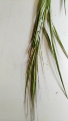 Bromus pectinatus