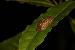Athoracophoridae