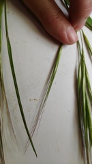Bromus pectinatus