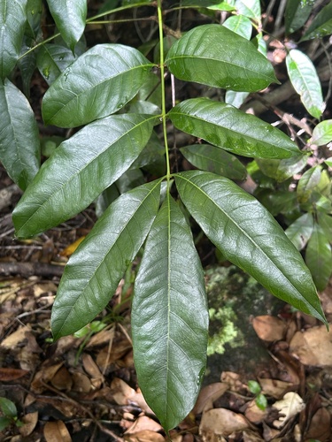 Protium balsamiferum