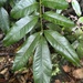 Tetragastris balsamifera - Photo (c) Omar Monzon Carmona, some rights reserved (CC BY-NC), uploaded by Omar Monzon Carmona