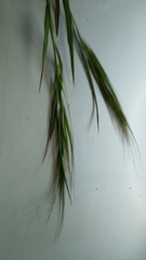 Bromus pectinatus