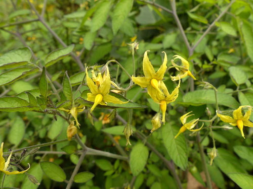 Solanum cheesmaniae