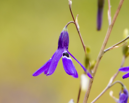 Conanthera trimaculata (Conanthera trimaculata)