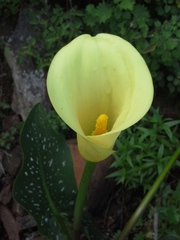 Zantedeschia albomaculata