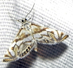 Neocataclysta magnificalis