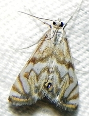 Neocataclysta magnificalis