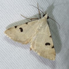 Hemeroplanis historialis