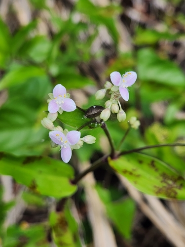 Tripogandra serrulata image