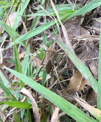 Piezogaster basilicus