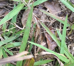 Piezogaster basilicus