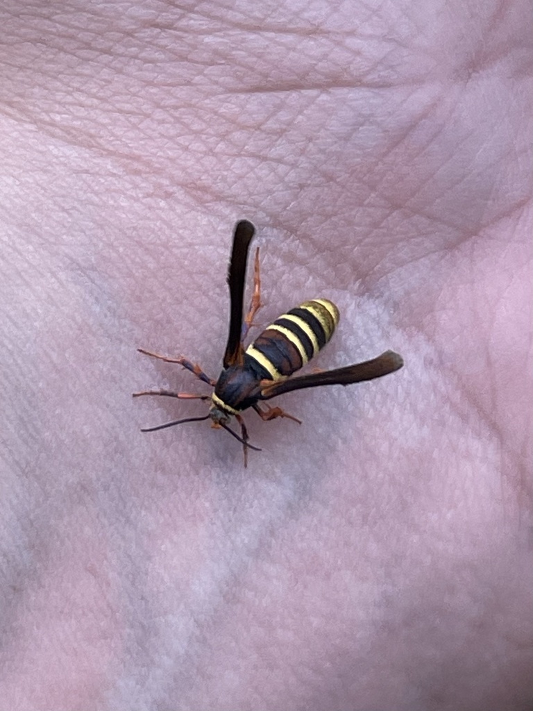 Zenodoxus palmii