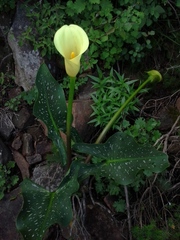 Zantedeschia albomaculata