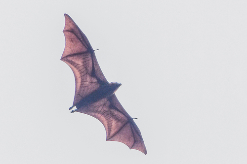 Great Flying Fox