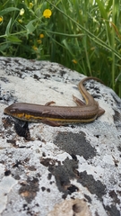 Eumeces schneiderii