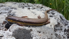 Eumeces schneiderii