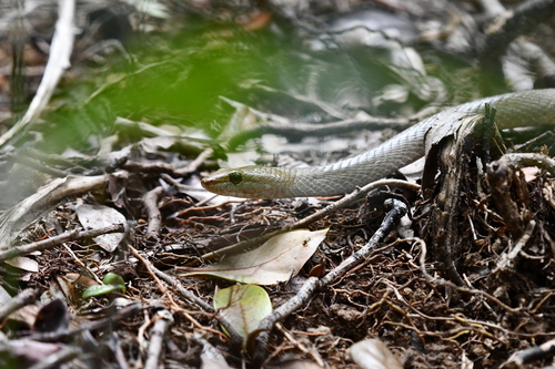 Photo of a Forest Night Snake (Ithycyphus goudoti)