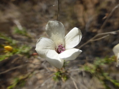 Linum suffruticosum