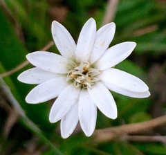 Chaptalia piloselloides