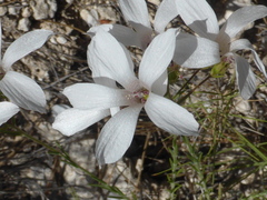 Linum suffruticosum