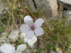Linum tenuifolium