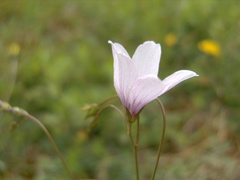 Linum tenuifolium