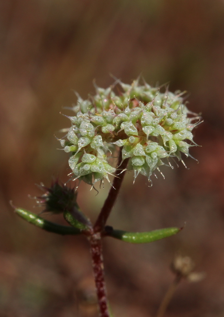 Chaetonychia cymosa