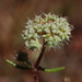 Chaetonychia cymosa - Photo (c) jltasset, algunos derechos reservados (CC BY-NC), subido por jltasset