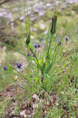 Tragopogon porrifolius porrifolius