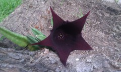 Stapelia leendertziae