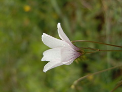 Linum tenuifolium