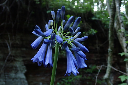 Agapanthus inapertus (Agapanthus inapertus)
