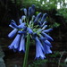 Agapanthus — photo 1