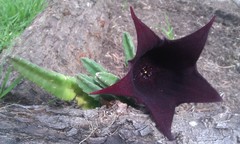 Stapelia leendertziae