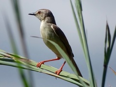 Tawny-Flanked Prinia photo 3