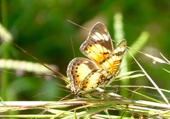 Junonia sophia