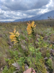 Honey heath (Erica conspicua)